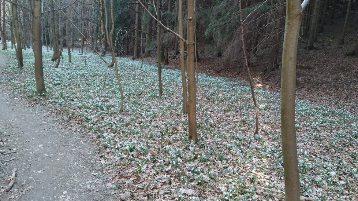 Sněženky ve Vysokém lese